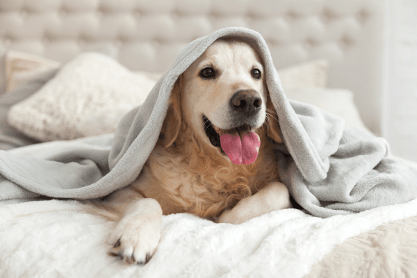 pet friendly homes